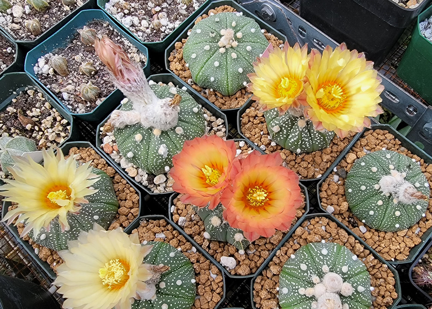 Astrophytum asterias - seeds