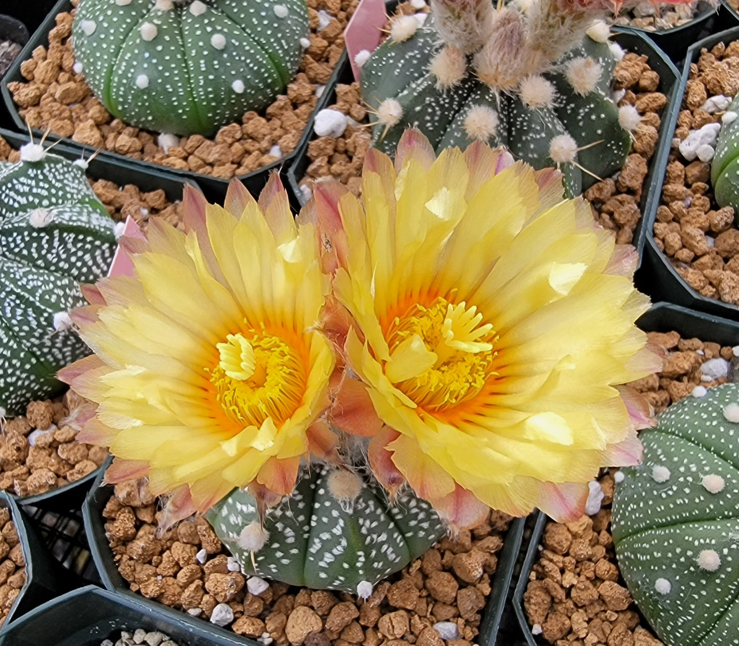 Astrophytum asterias - seeds