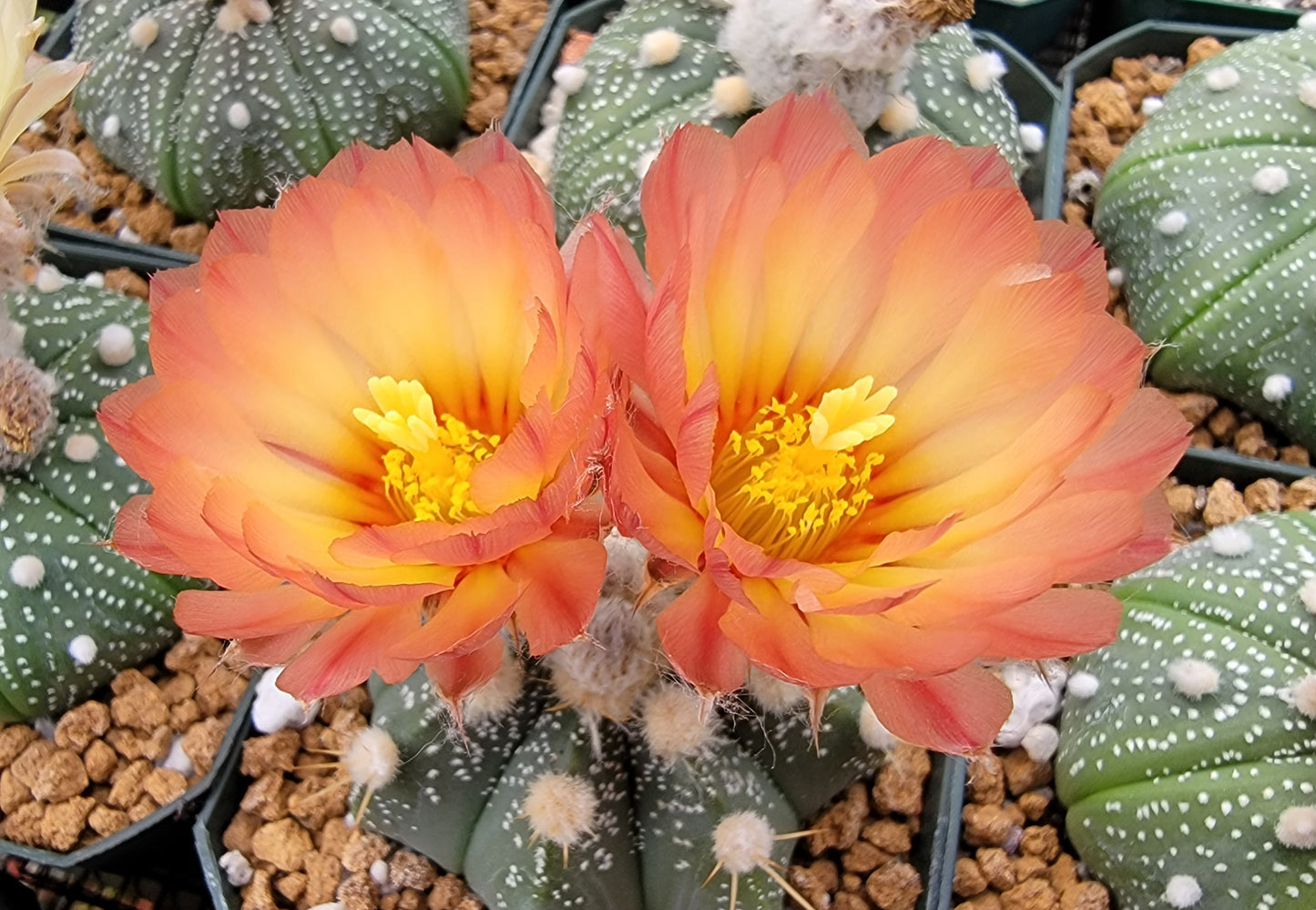Astrophytum asterias - seeds
