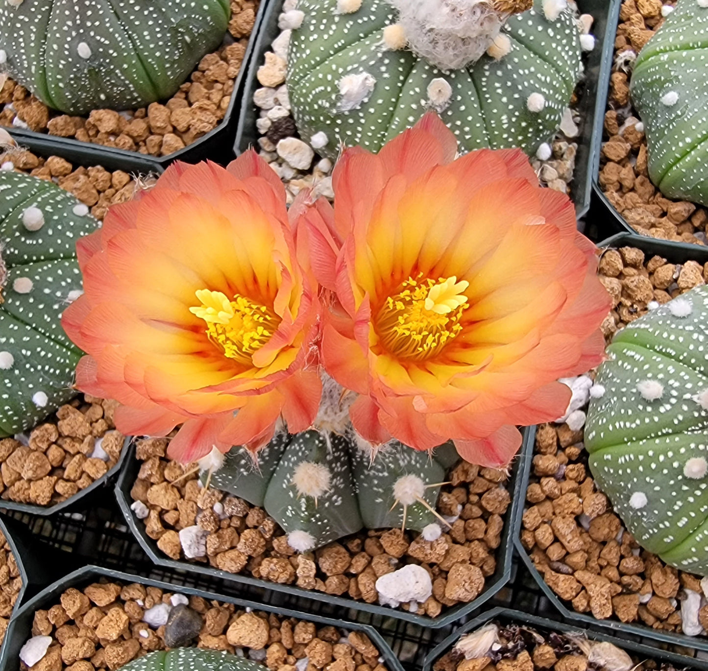 Astrophytum asterias - seeds