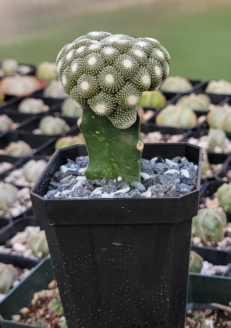 Blossfeldia liliputana grafted