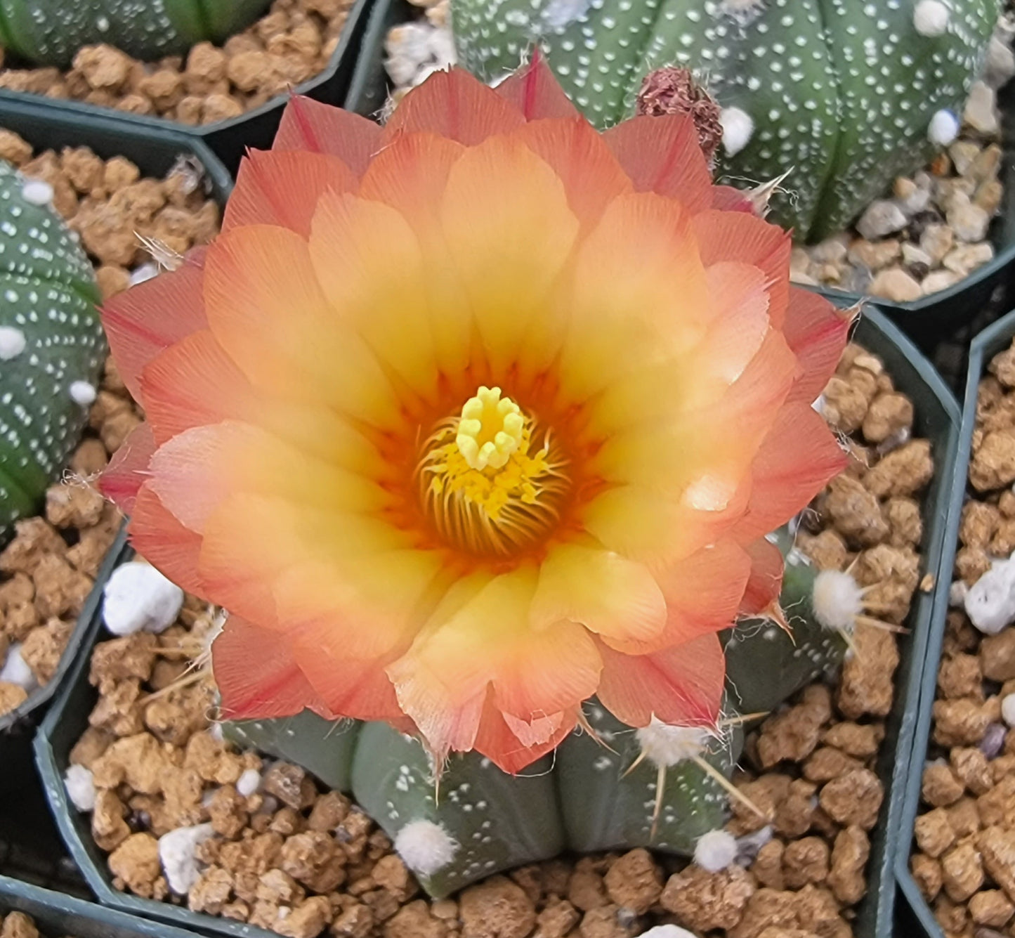 Astrophytum asterias - seeds