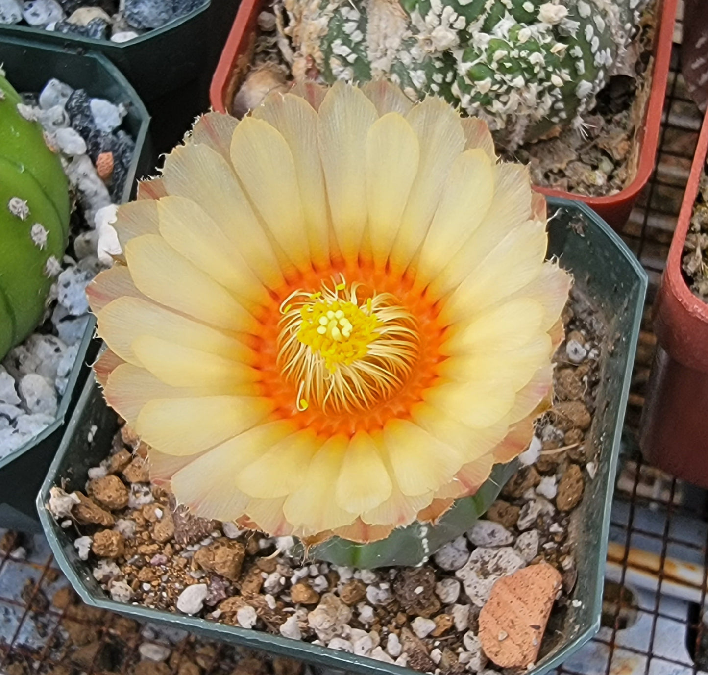 Astrophytum asterias - seeds