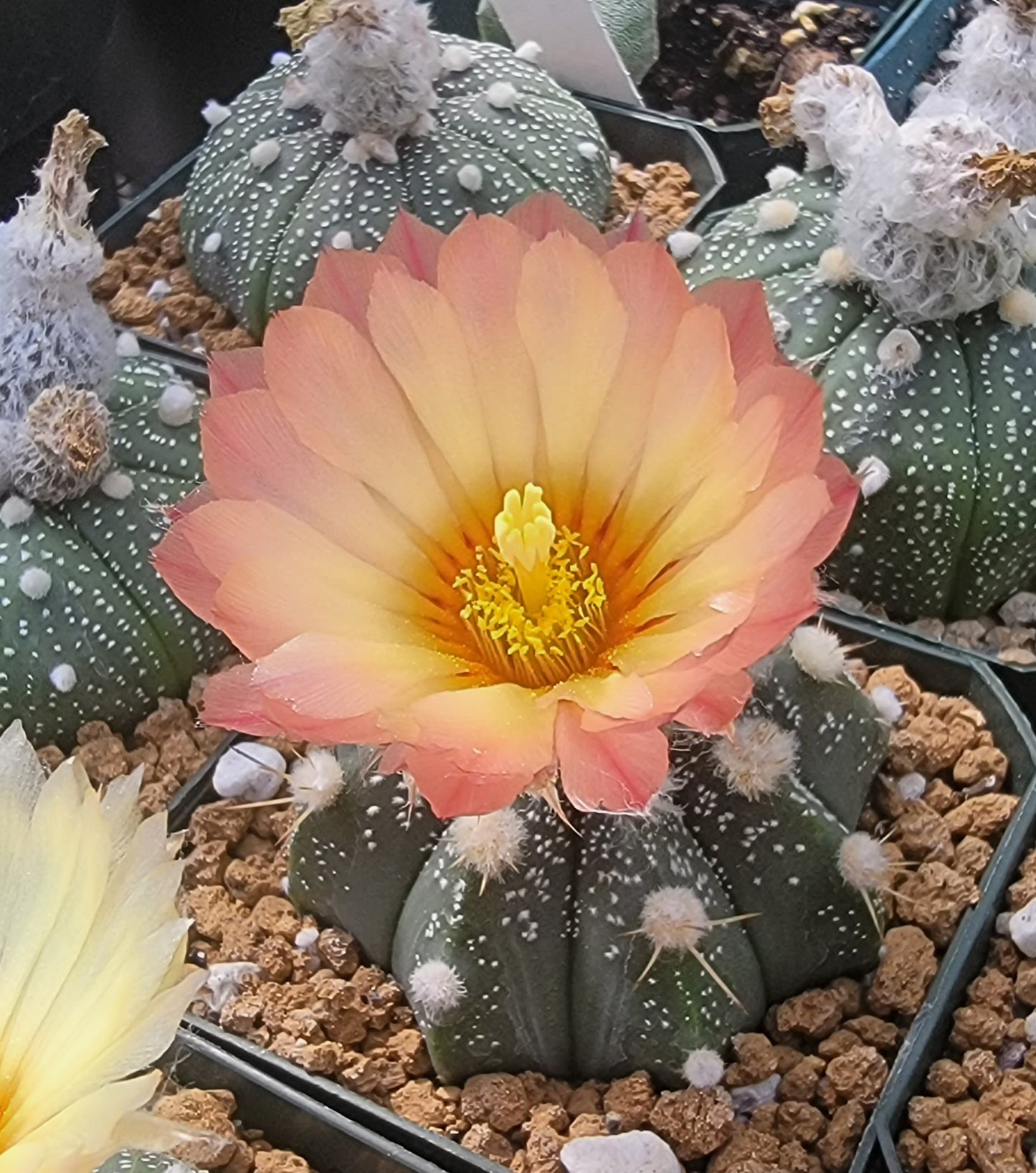 Astrophytum asterias - seeds