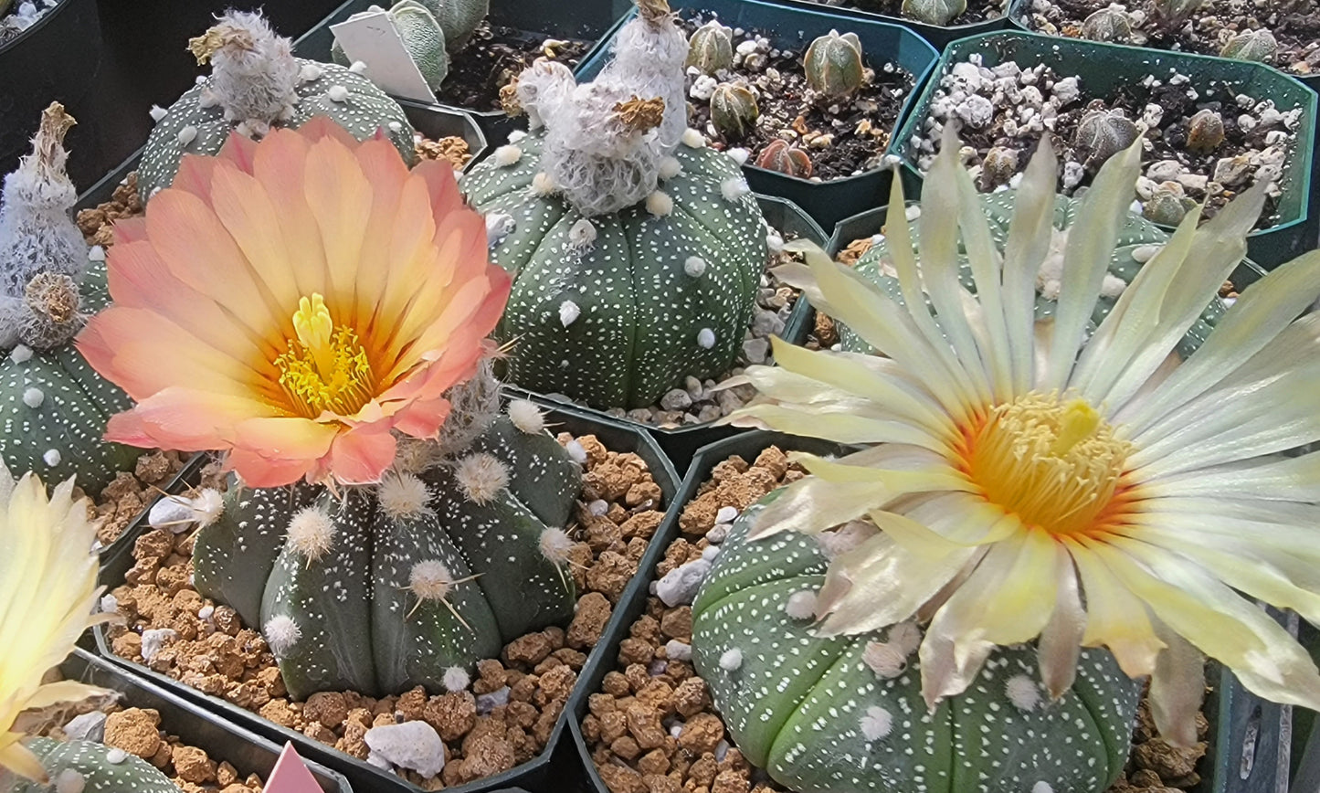Astrophytum asterias - seeds