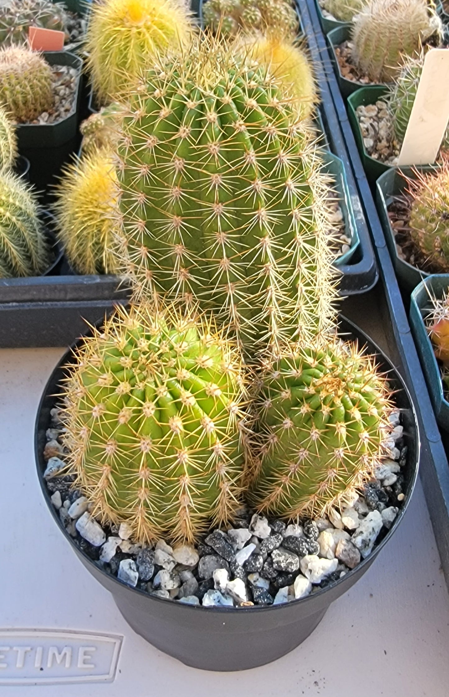 Trichocereus grandiflorus | Echinopsis huascha var. grandiflora