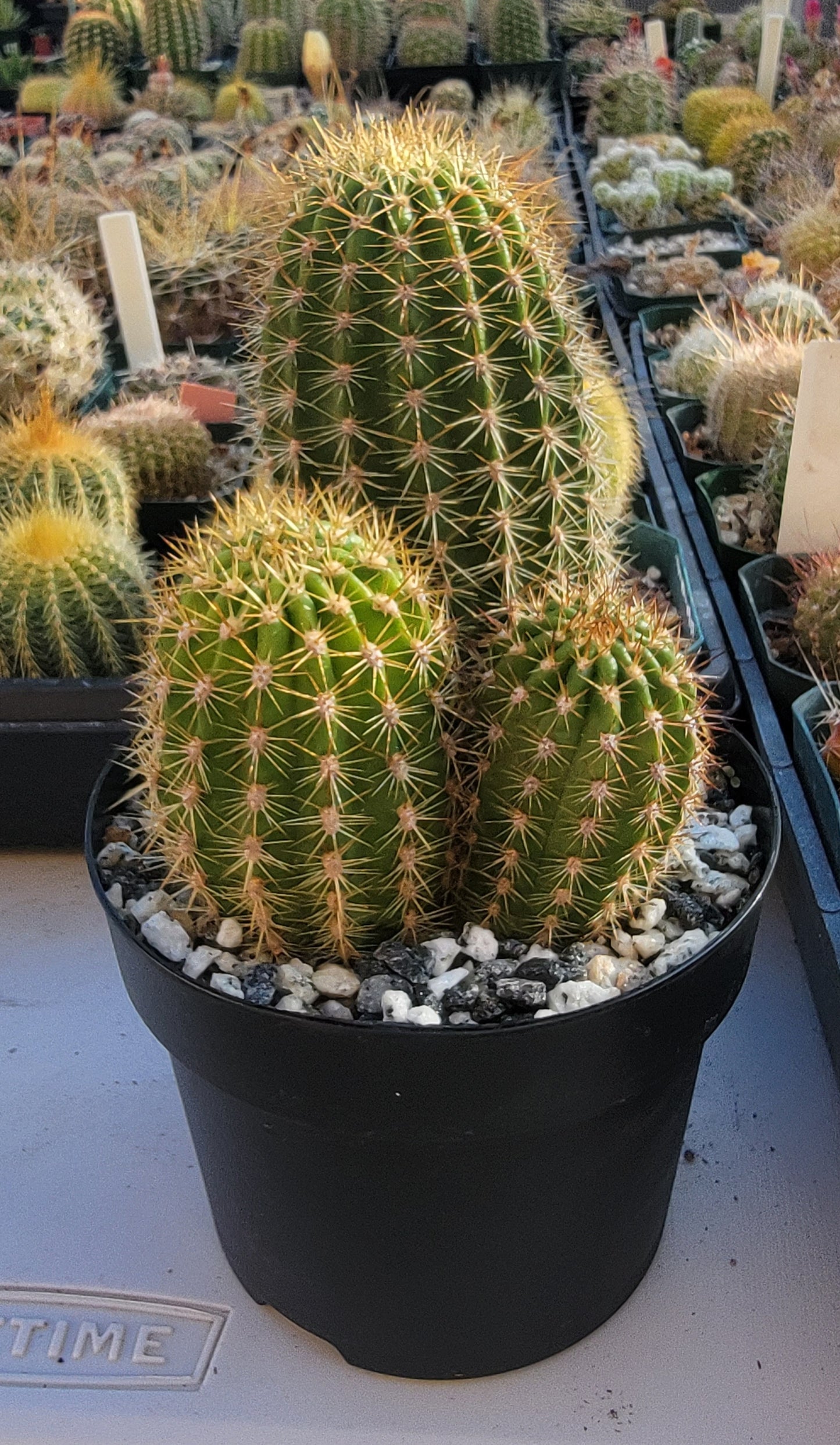 Trichocereus grandiflorus | Echinopsis huascha var. grandiflora