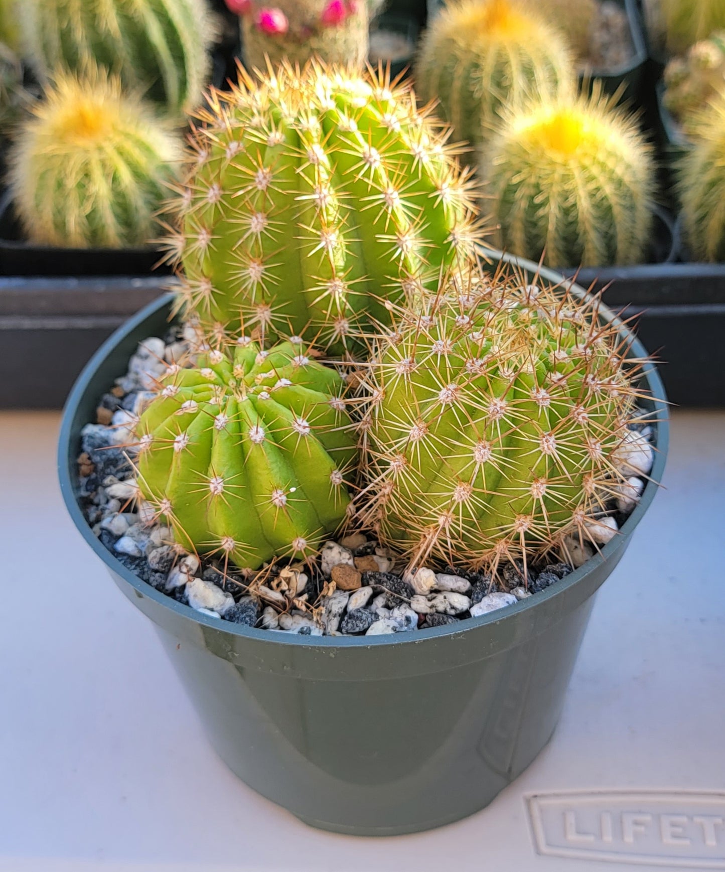 Trichocereus grandiflorus | Echinopsis huascha var. grandiflora