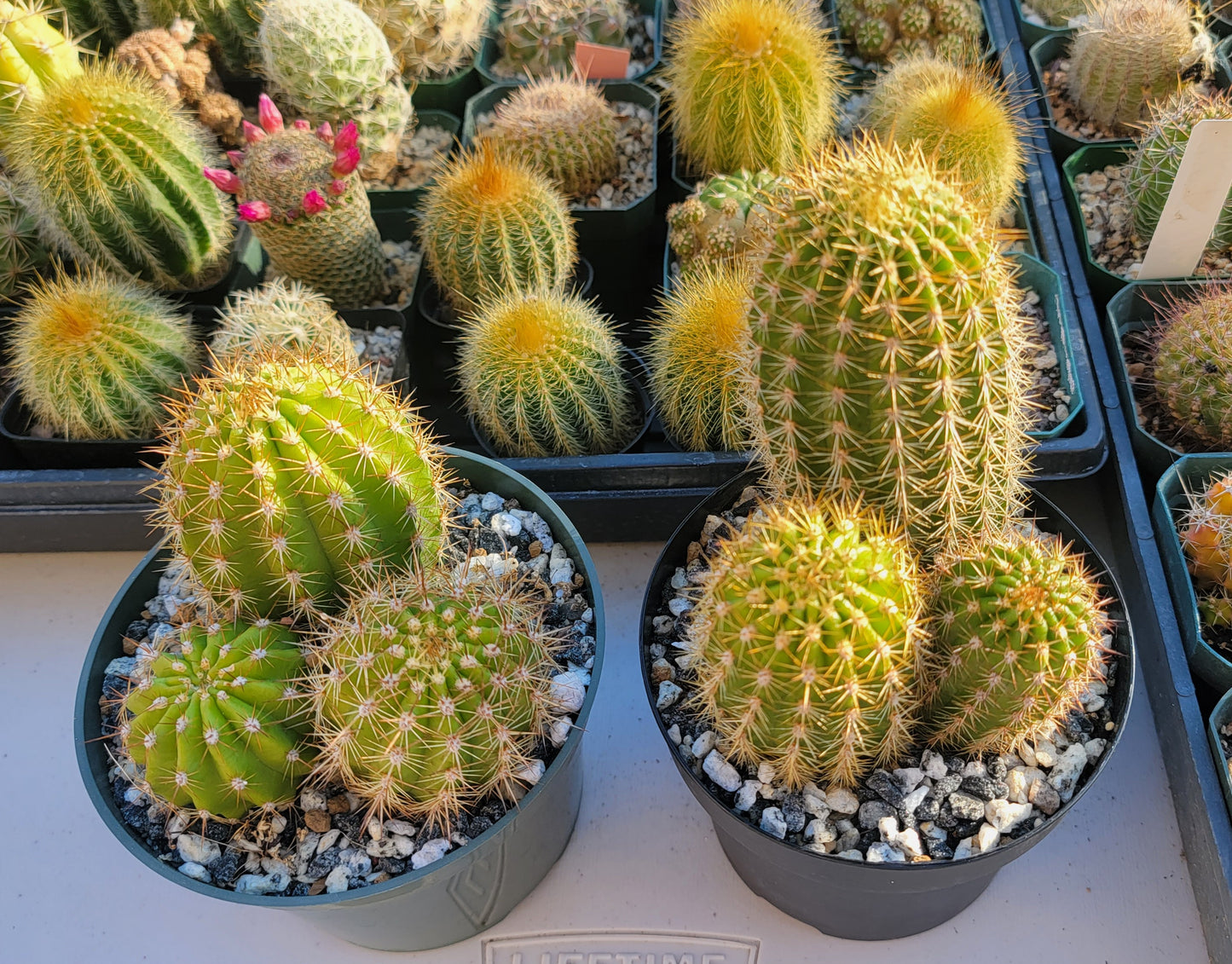 Trichocereus grandiflorus | Echinopsis huascha var. grandiflora