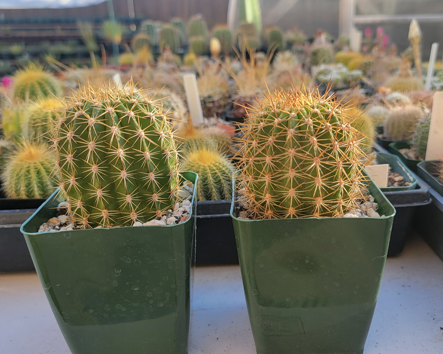 Trichocereus grandiflorus | Echinopsis huascha var. grandiflora
