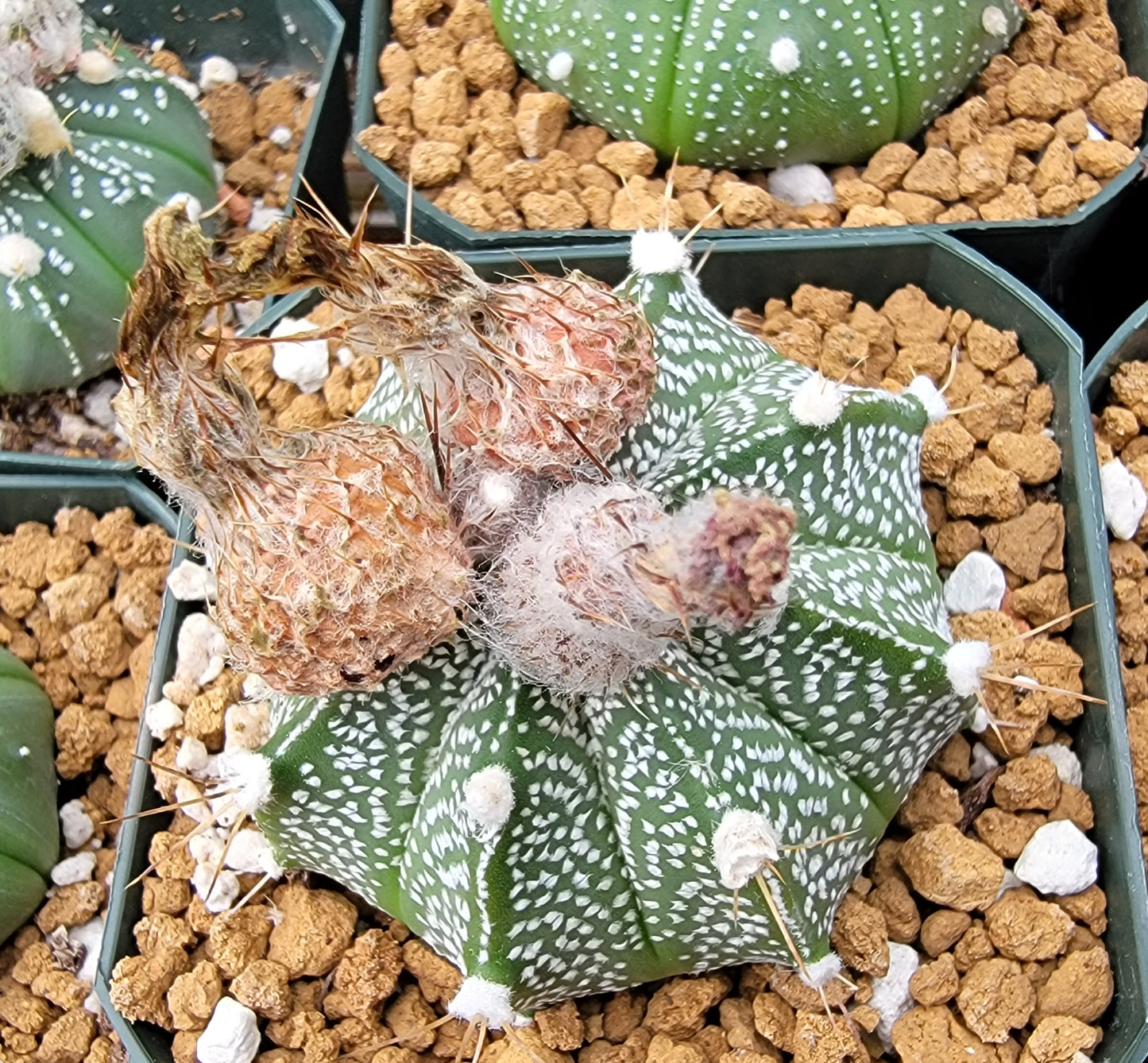 Astrophytum asterias - seeds