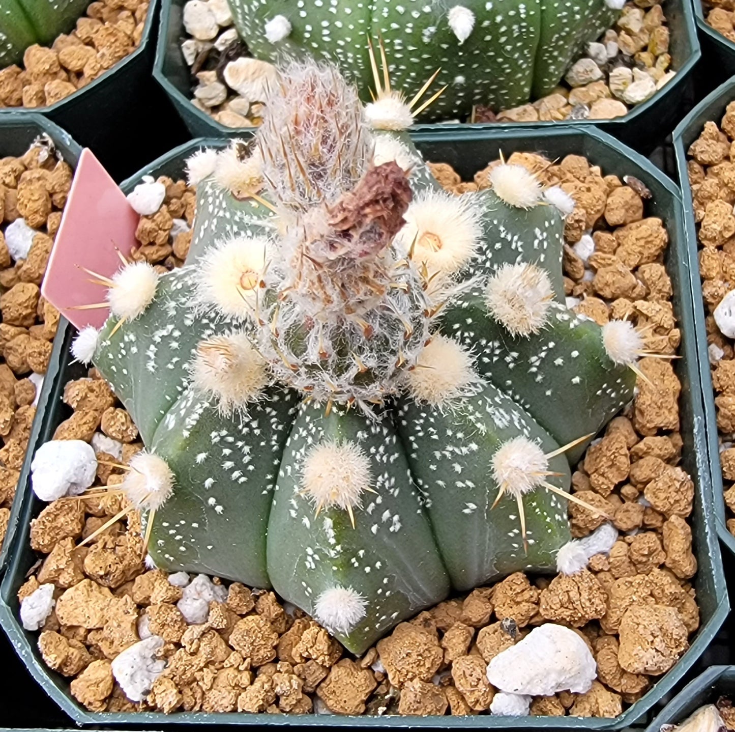 Astrophytum asterias - seeds