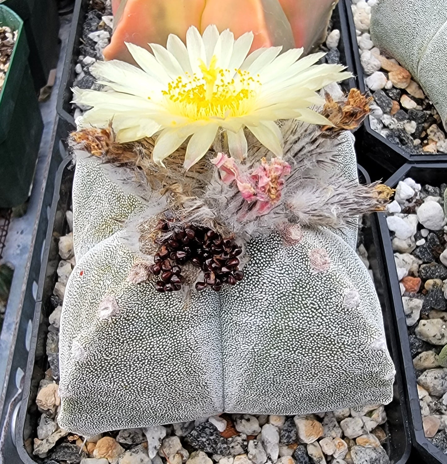 Astrophytum myriostigma var. quadricostatum - seeds