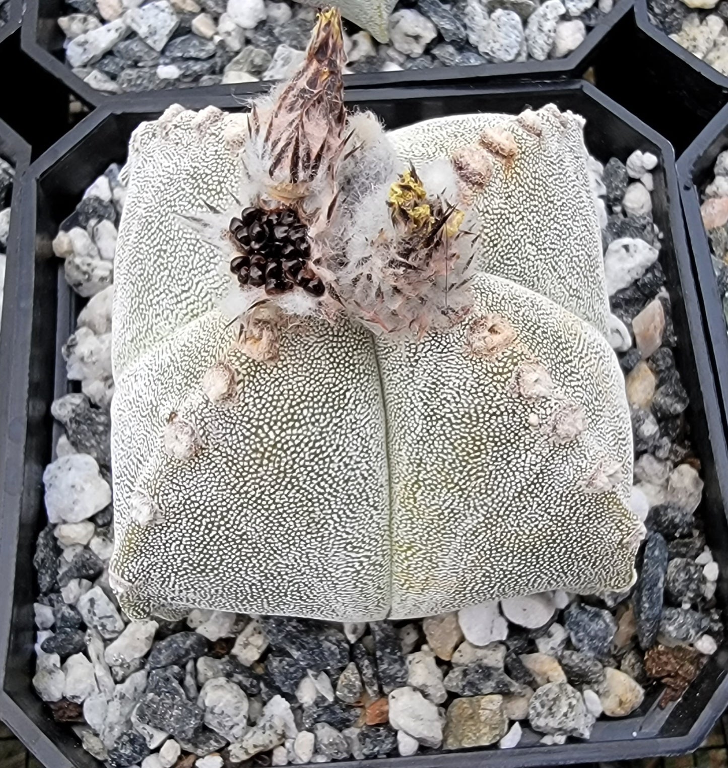 Astrophytum myriostigma var. quadricostatum - seeds