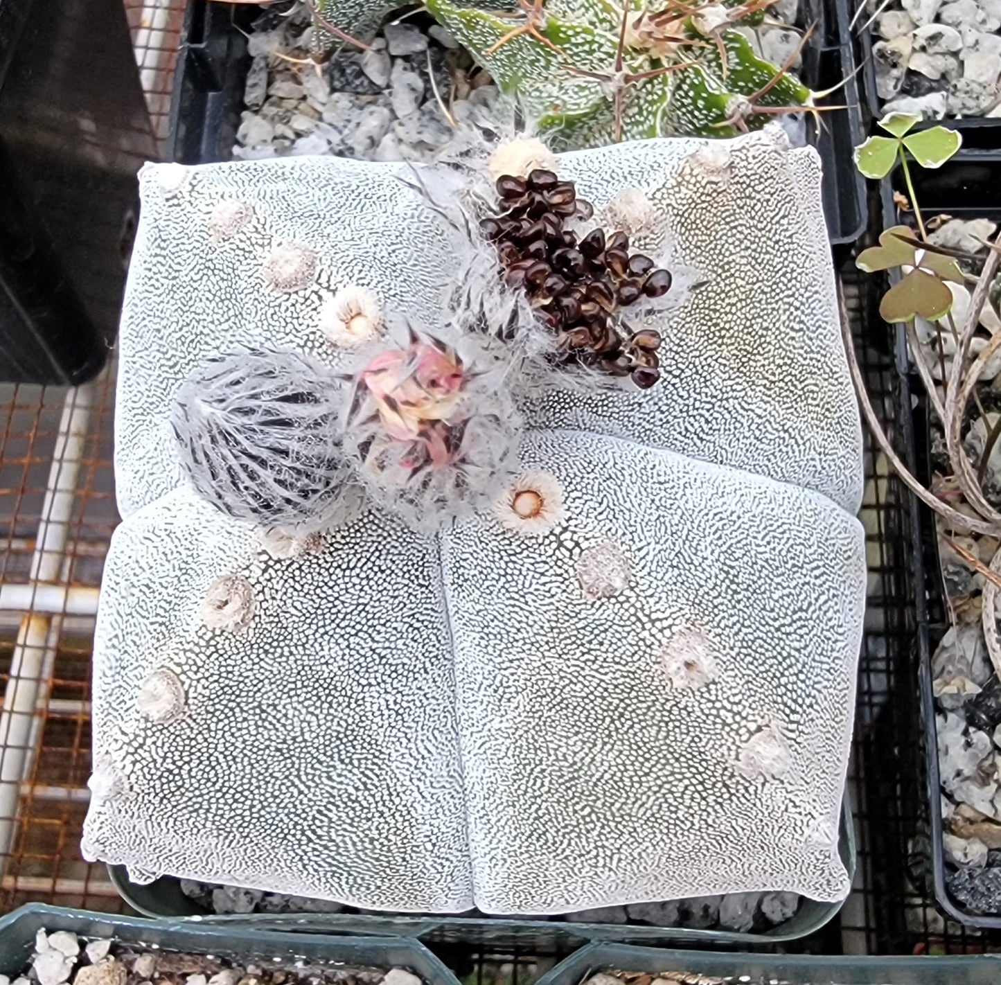 Astrophytum myriostigma var. quadricostatum - seeds