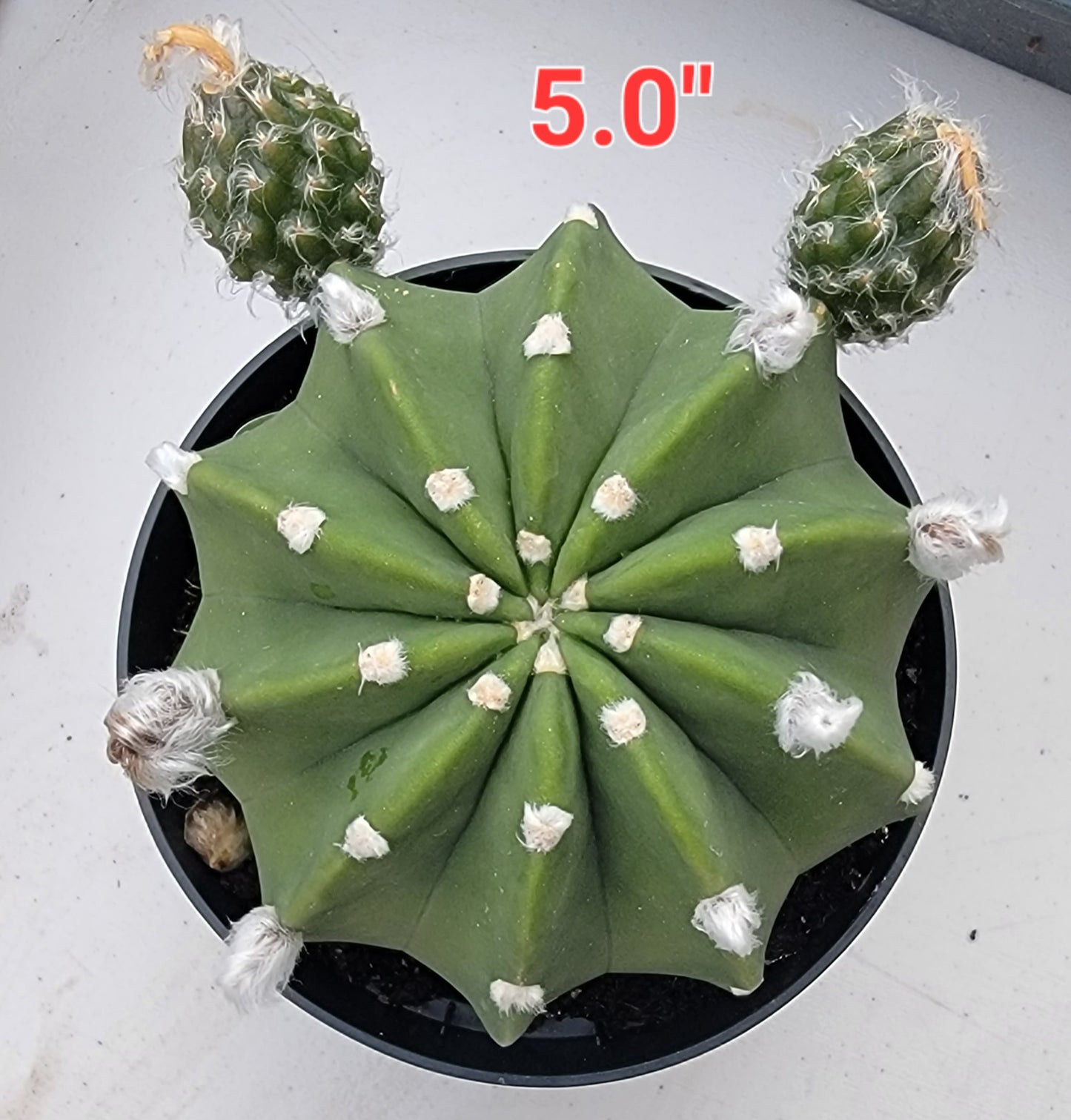 Echinopsis subdenudata | Domino Cactus