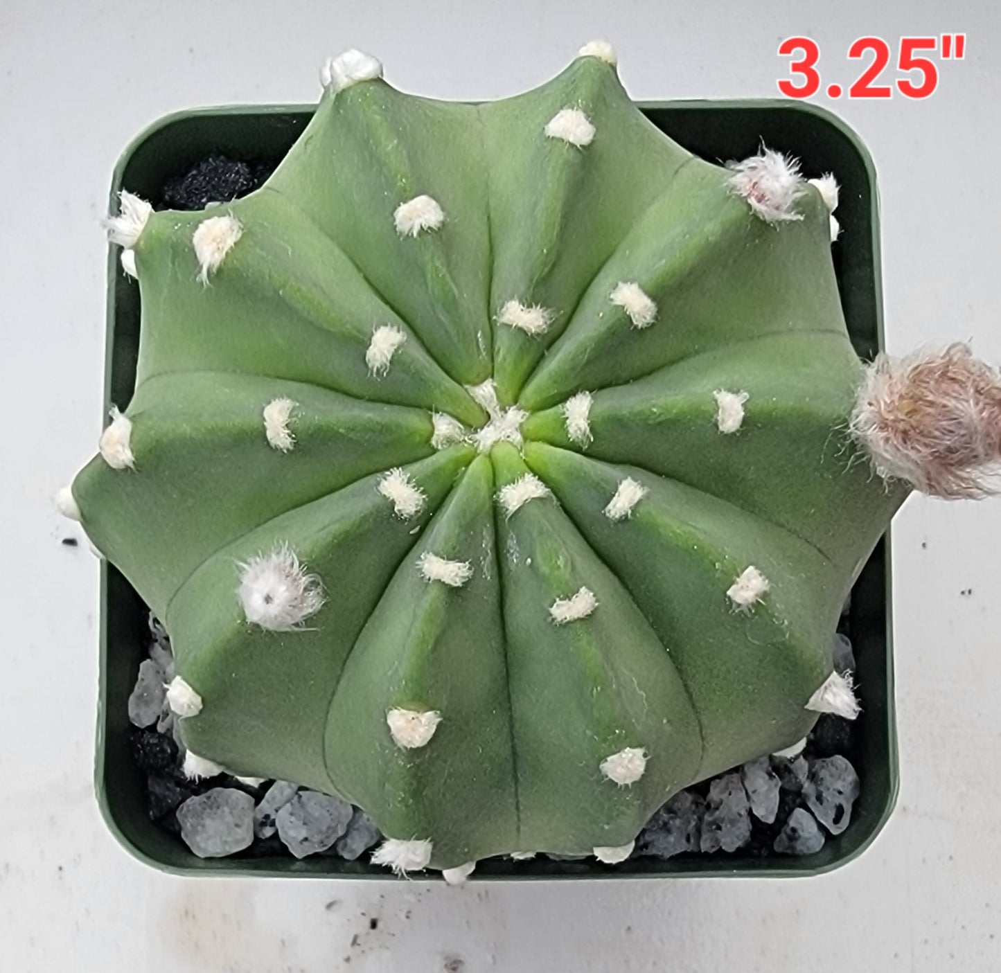 Echinopsis subdenudata | Domino Cactus