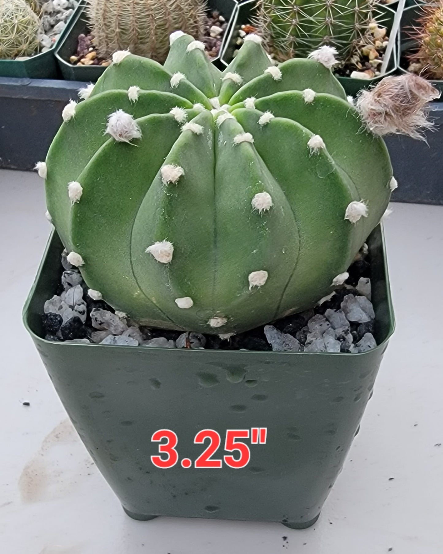 Echinopsis subdenudata | Domino Cactus