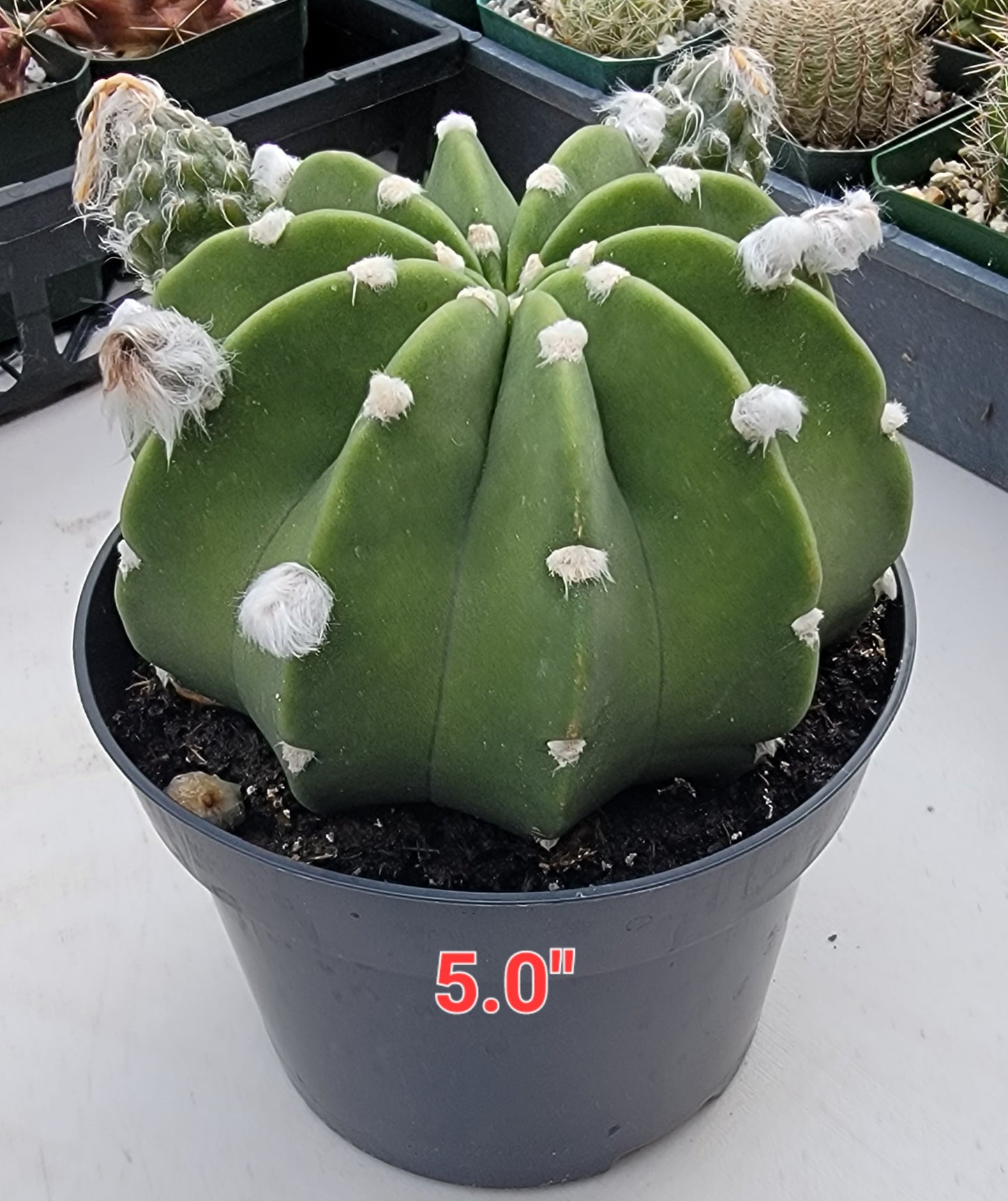 Echinopsis subdenudata | Domino Cactus