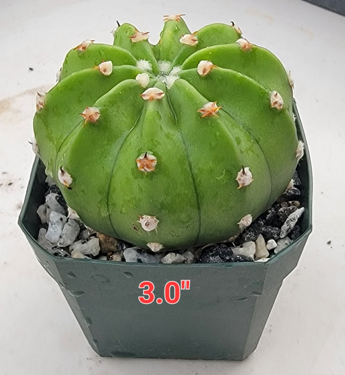 Echinopsis subdenudata | Domino Cactus