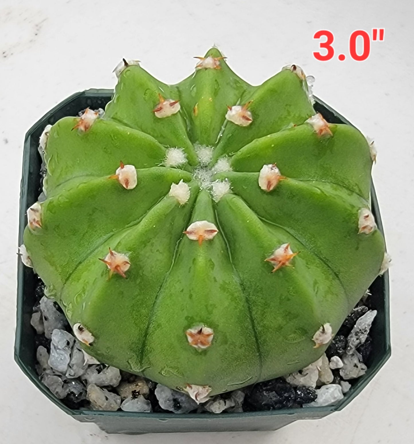 Echinopsis subdenudata | Domino Cactus