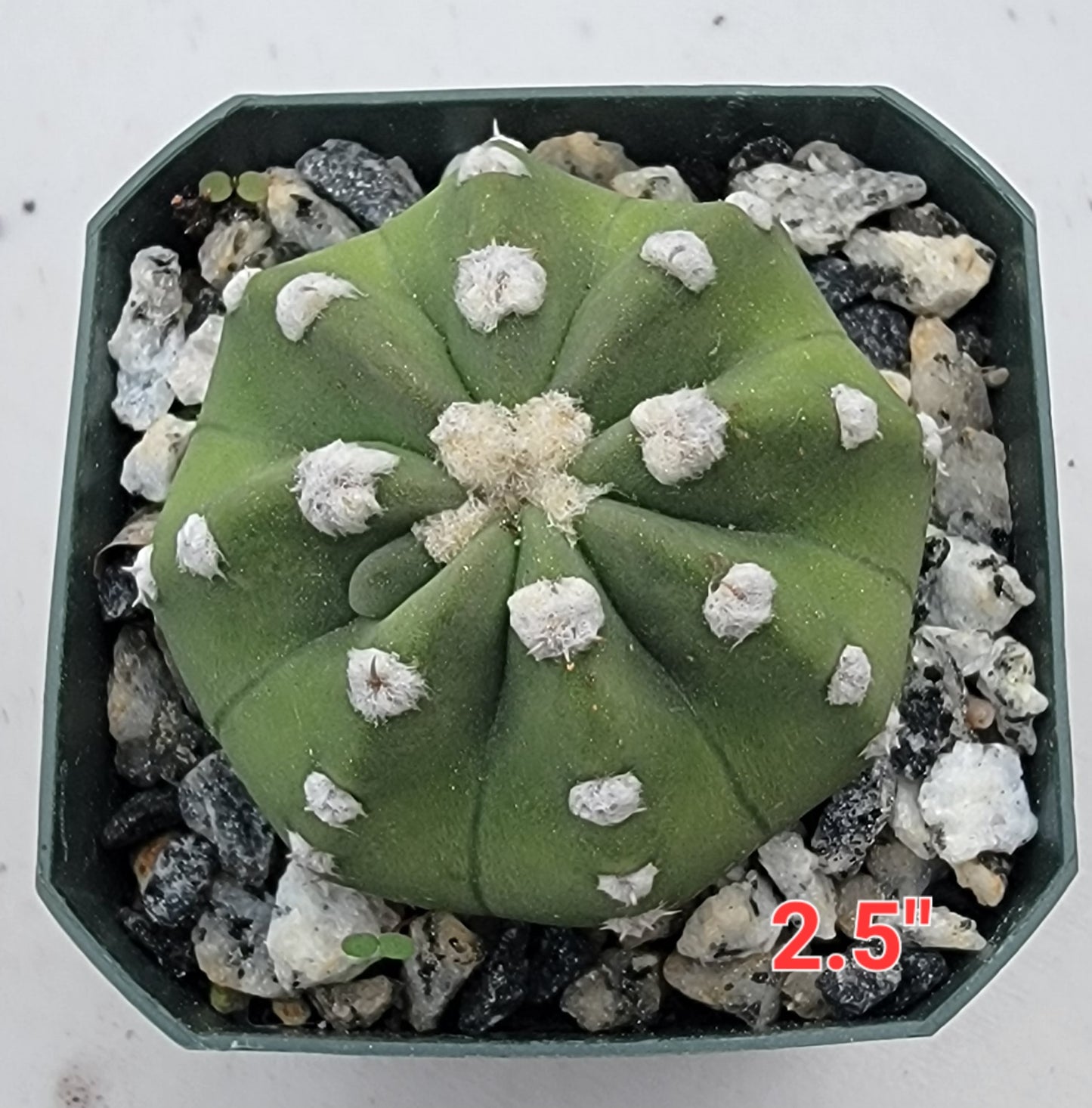 Echinopsis subdenudata | Domino Cactus