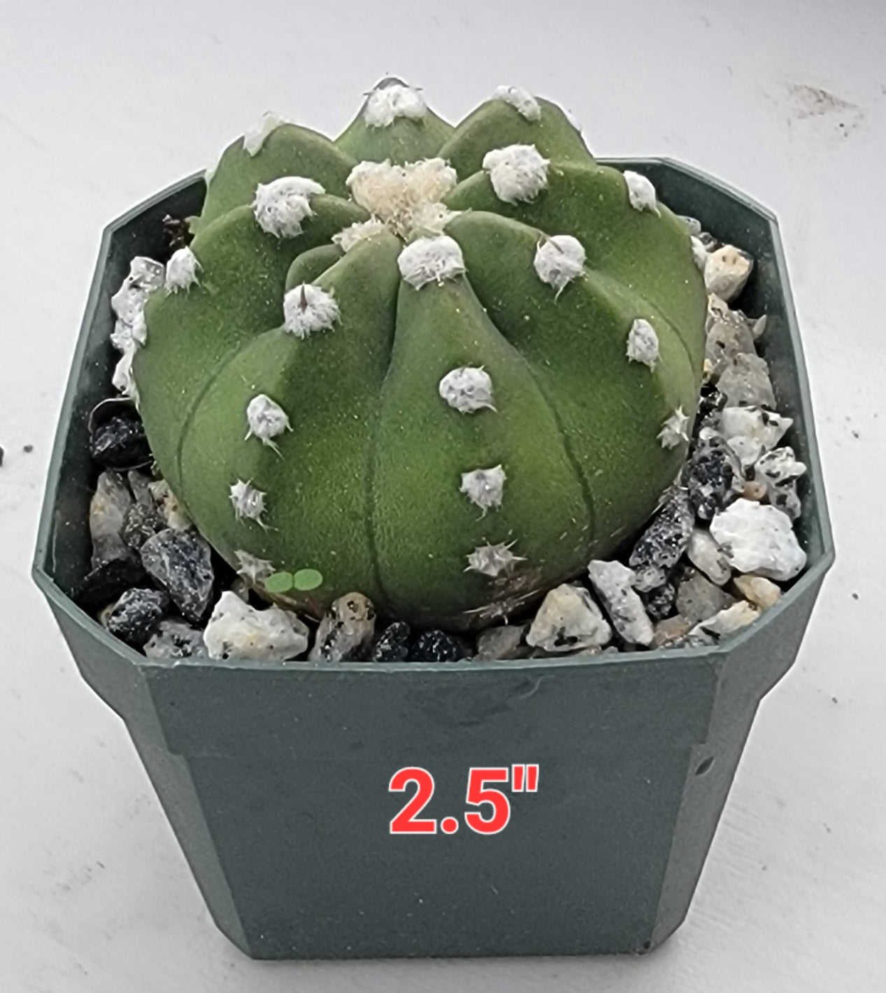 Echinopsis subdenudata | Domino Cactus