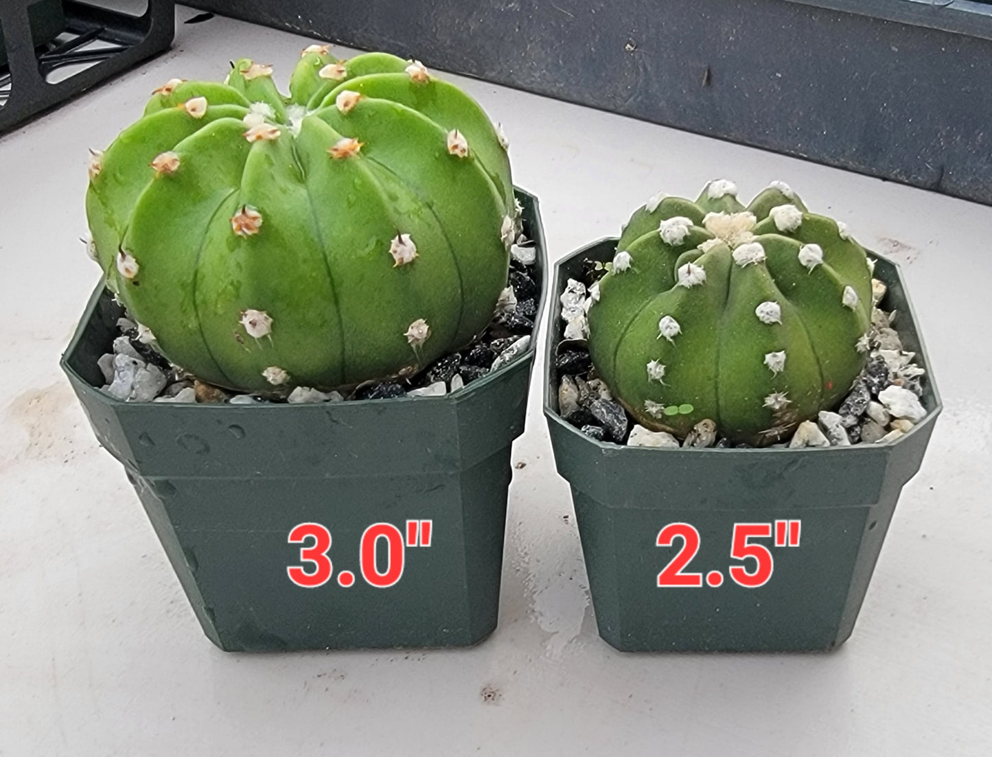 Echinopsis subdenudata | Domino Cactus