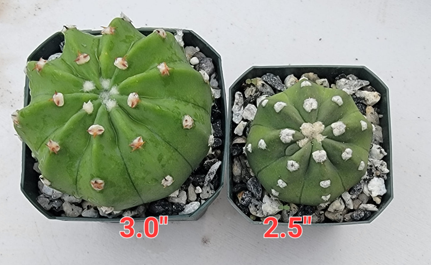 Echinopsis subdenudata | Domino Cactus