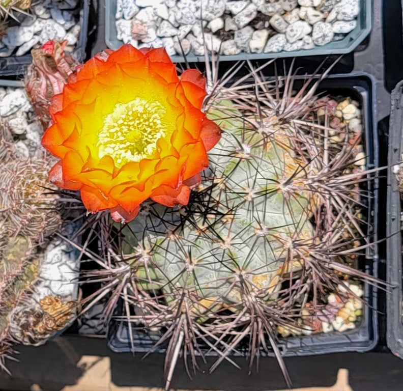 Acanthocalycium kuehassii - seeds