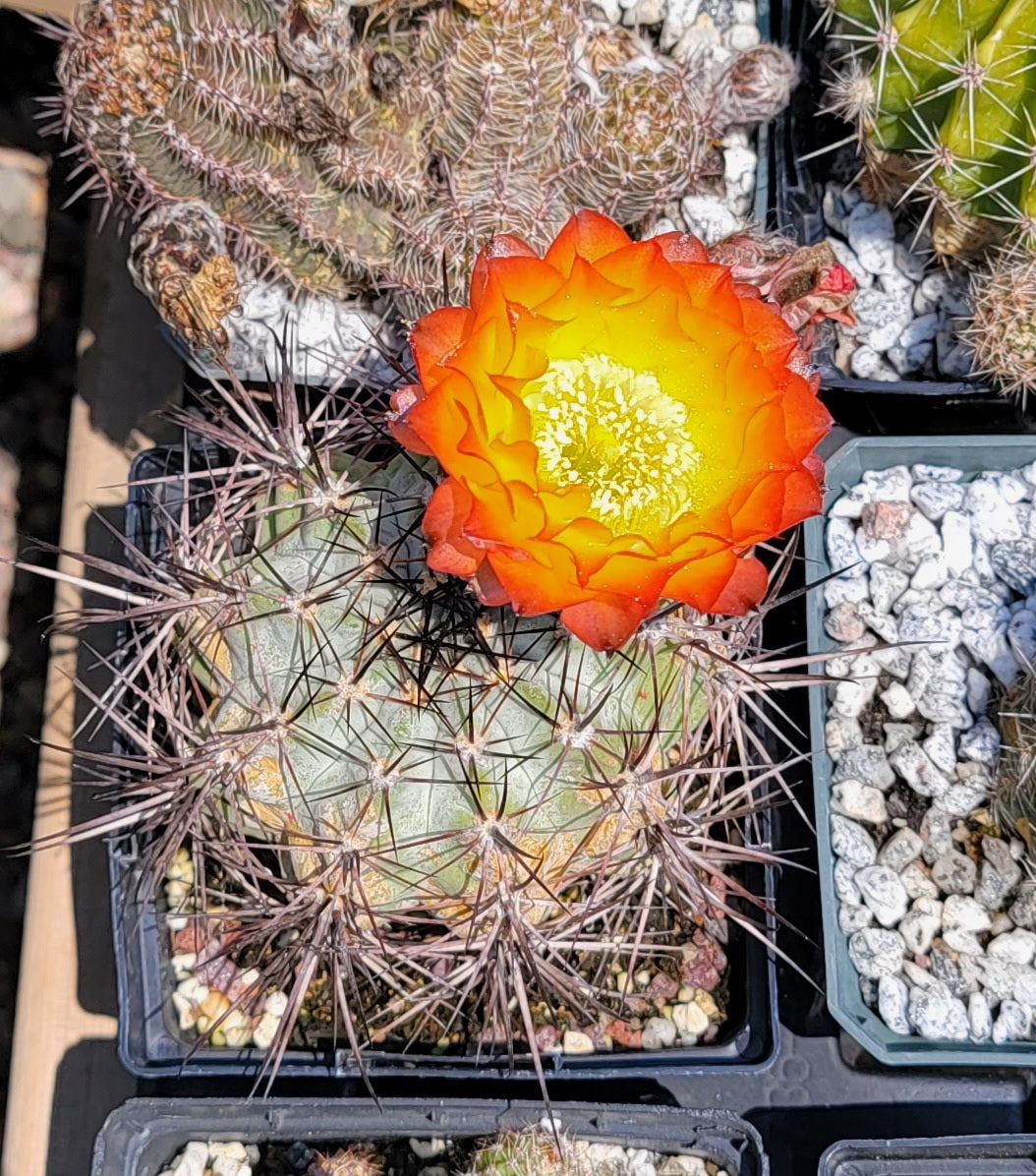Acanthocalycium kuehassii - seeds