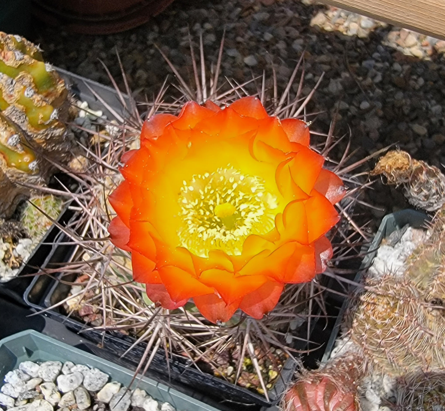 Acanthocalycium kuehassii - seeds