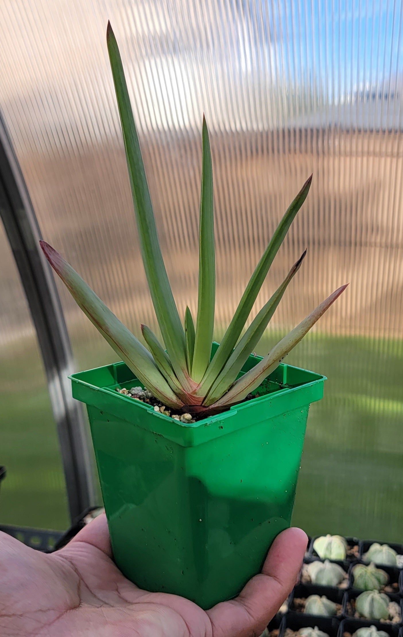 Kumara plicatilis | Aloe plicatilis | Fan Aloe