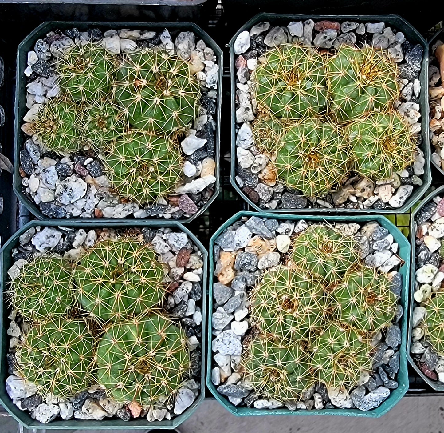 Notocactus ottonis | Parodia ottonis - live plant (clump 4-5 plants)