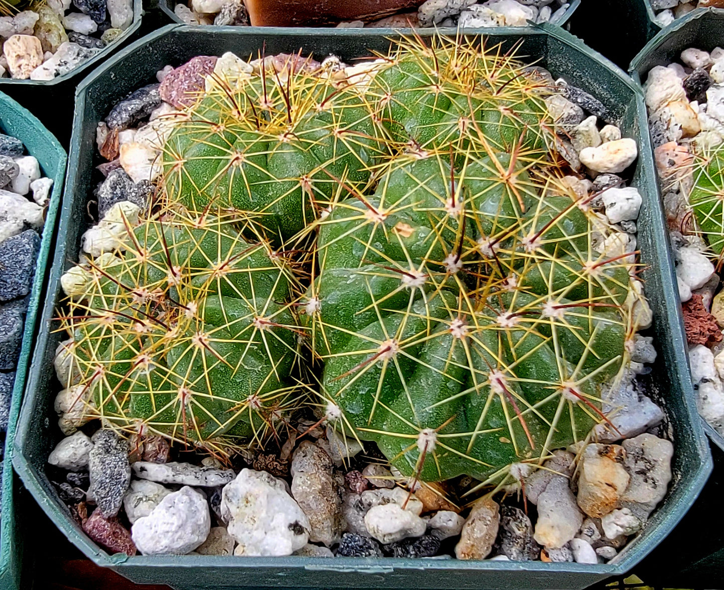 Notocactus ottonis | Parodia ottonis - live plant (clump 4-5 plants)
