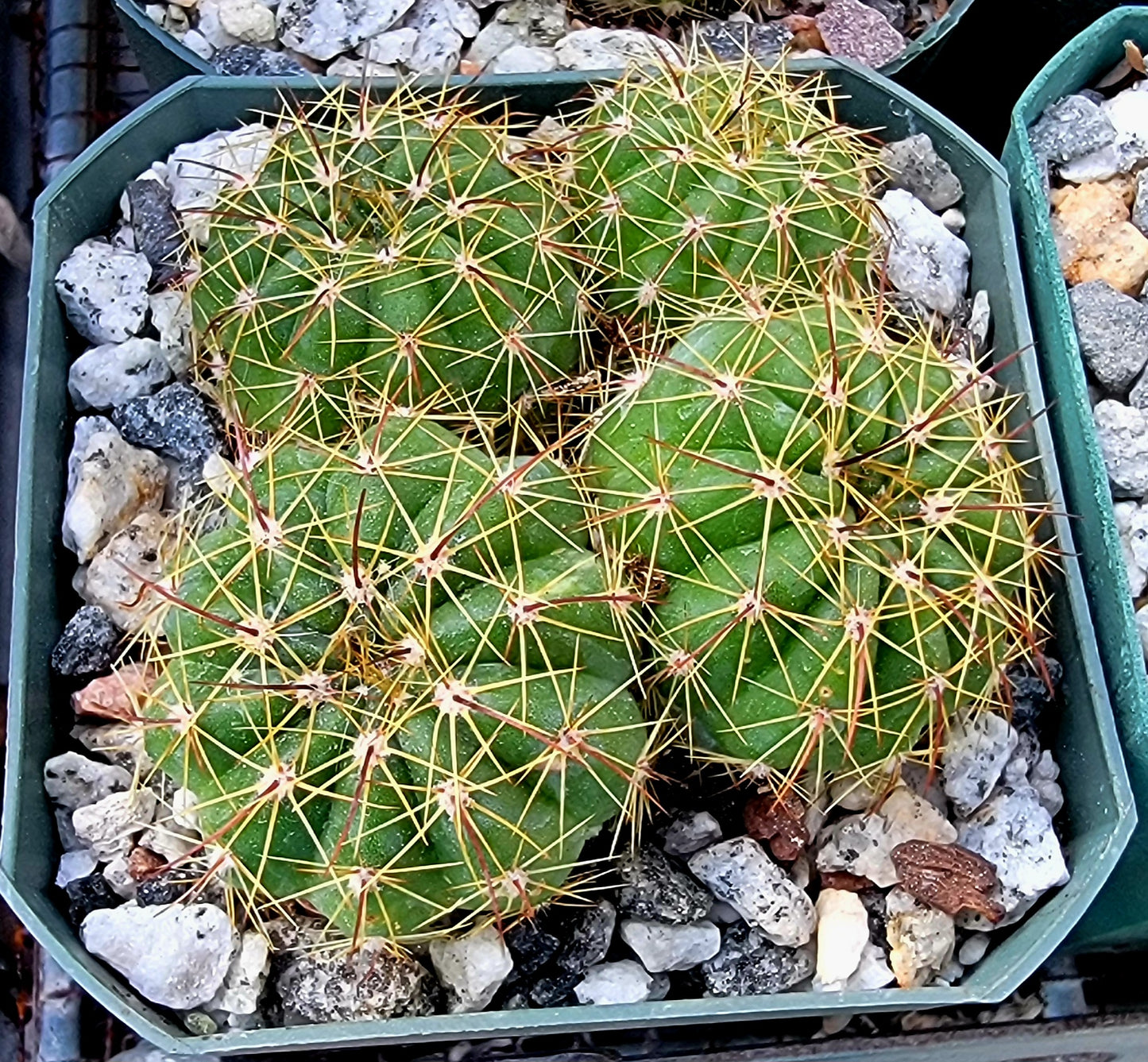 Notocactus ottonis | Parodia ottonis - live plant (clump 4-5 plants)