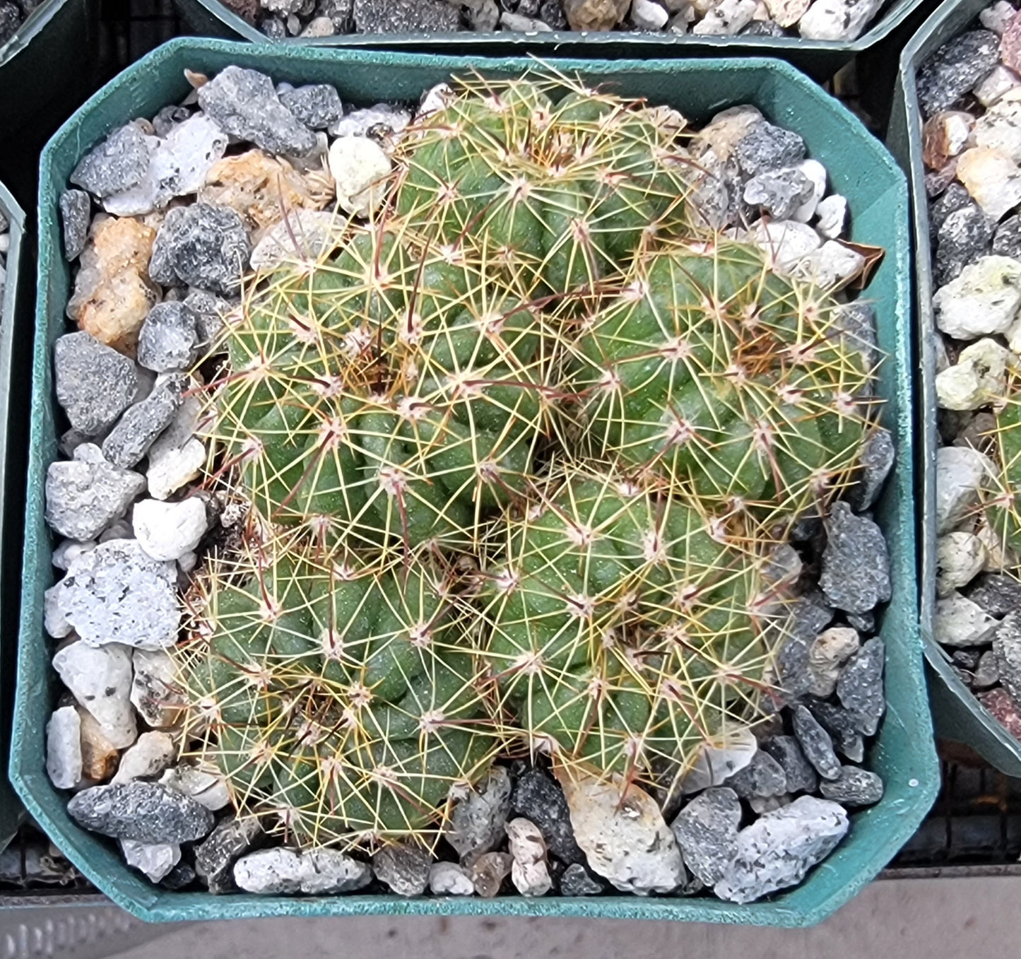 Notocactus ottonis | Parodia ottonis - live plant (clump 4-5 plants)