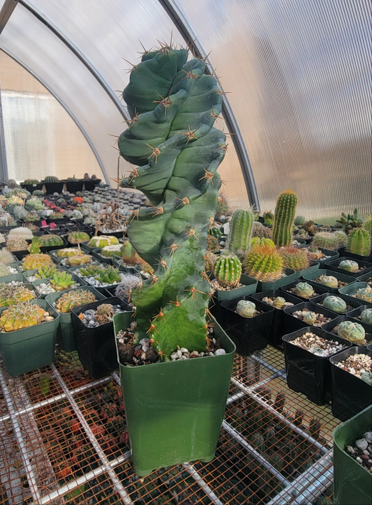 Cereus forbesii spiralis