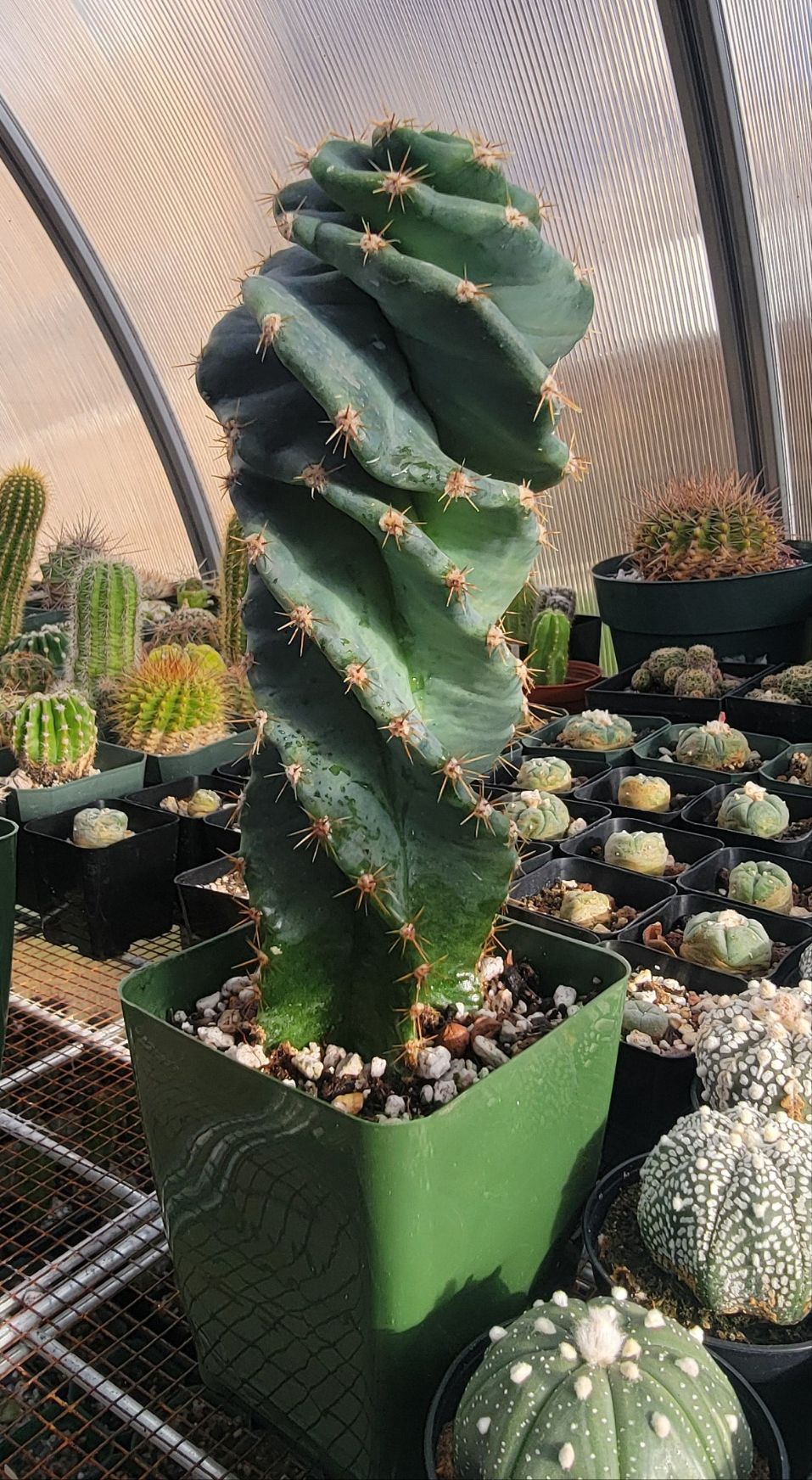 Cereus forbesii spiralis