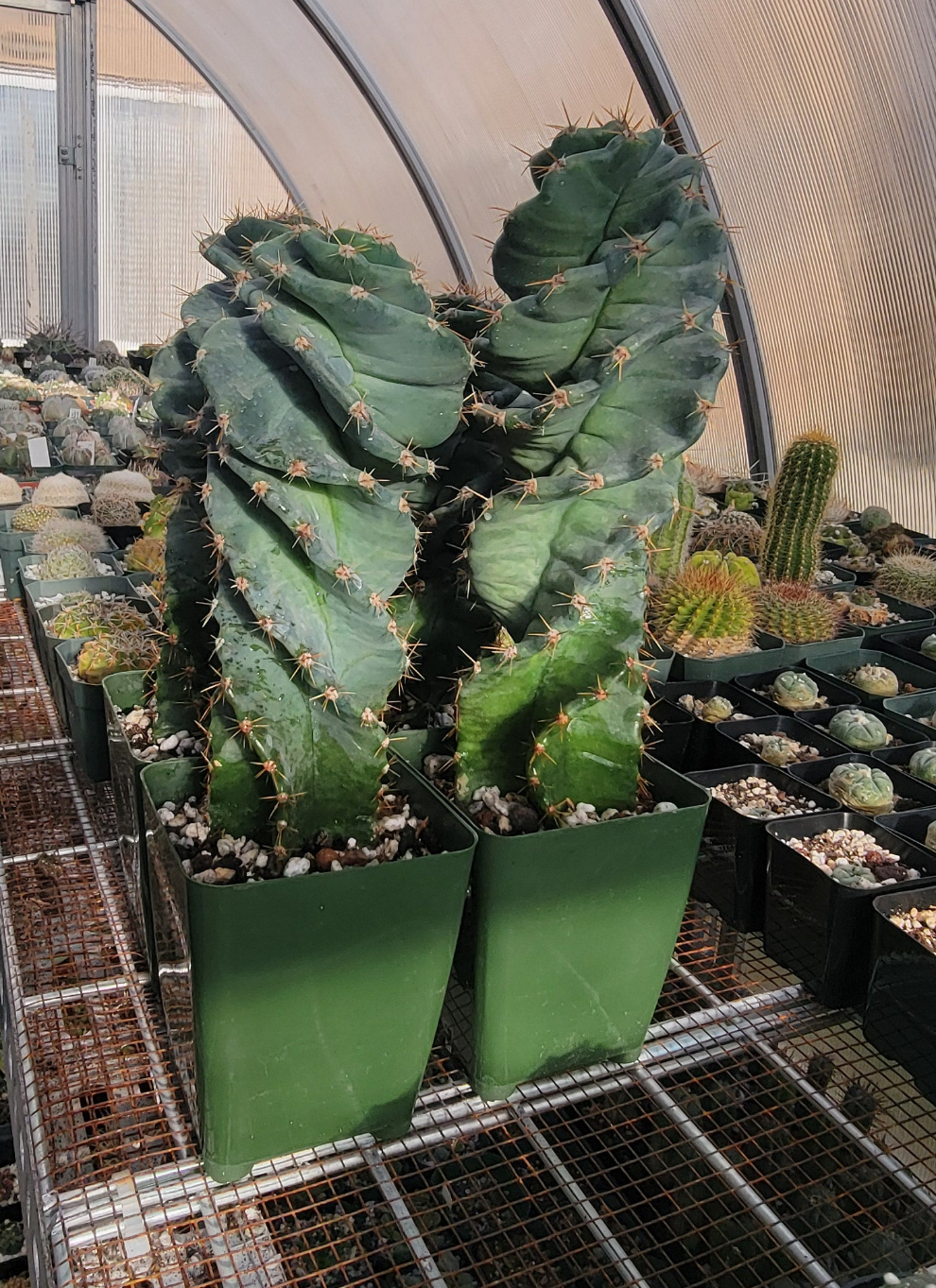 Cereus forbesii spiralis