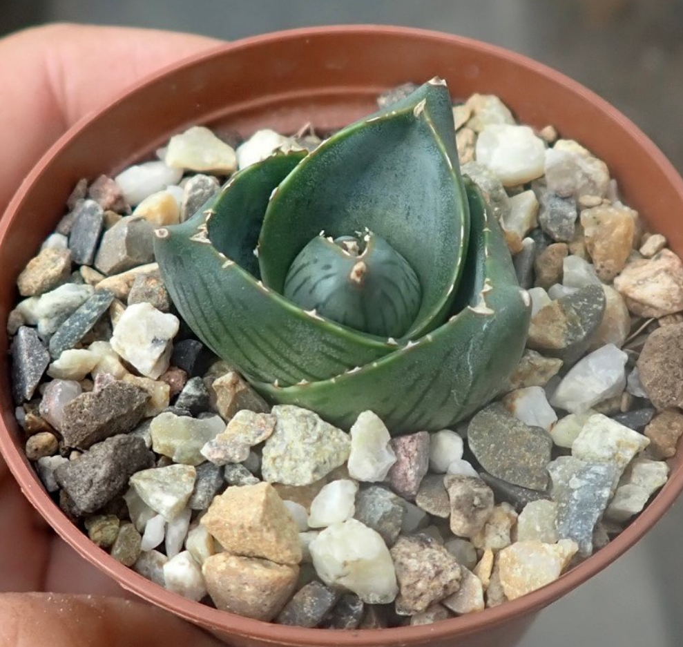 Agave Pulmia (Live Plant)