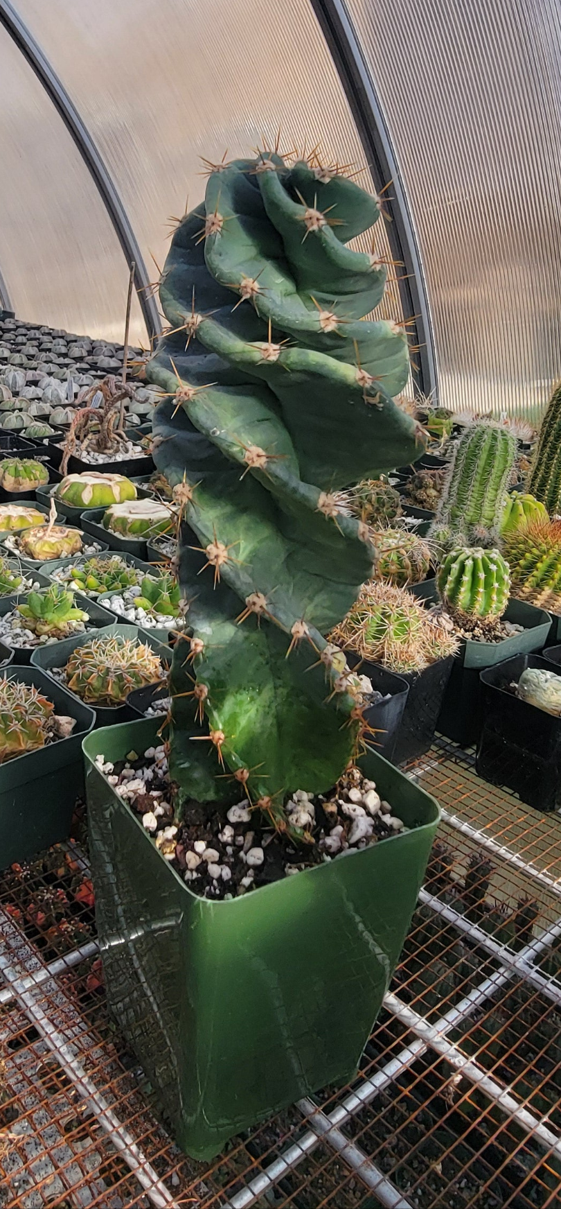 Cereus forbesii spiralis
