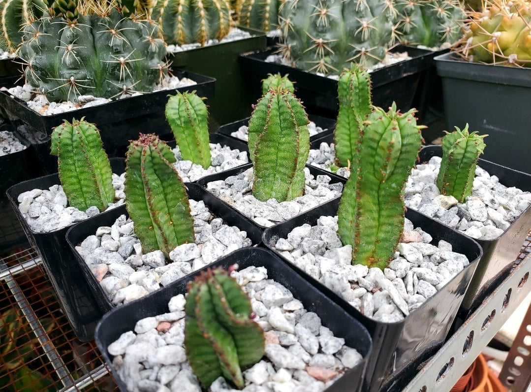 Euphorbia anoplia | Tanzanian zipper plant