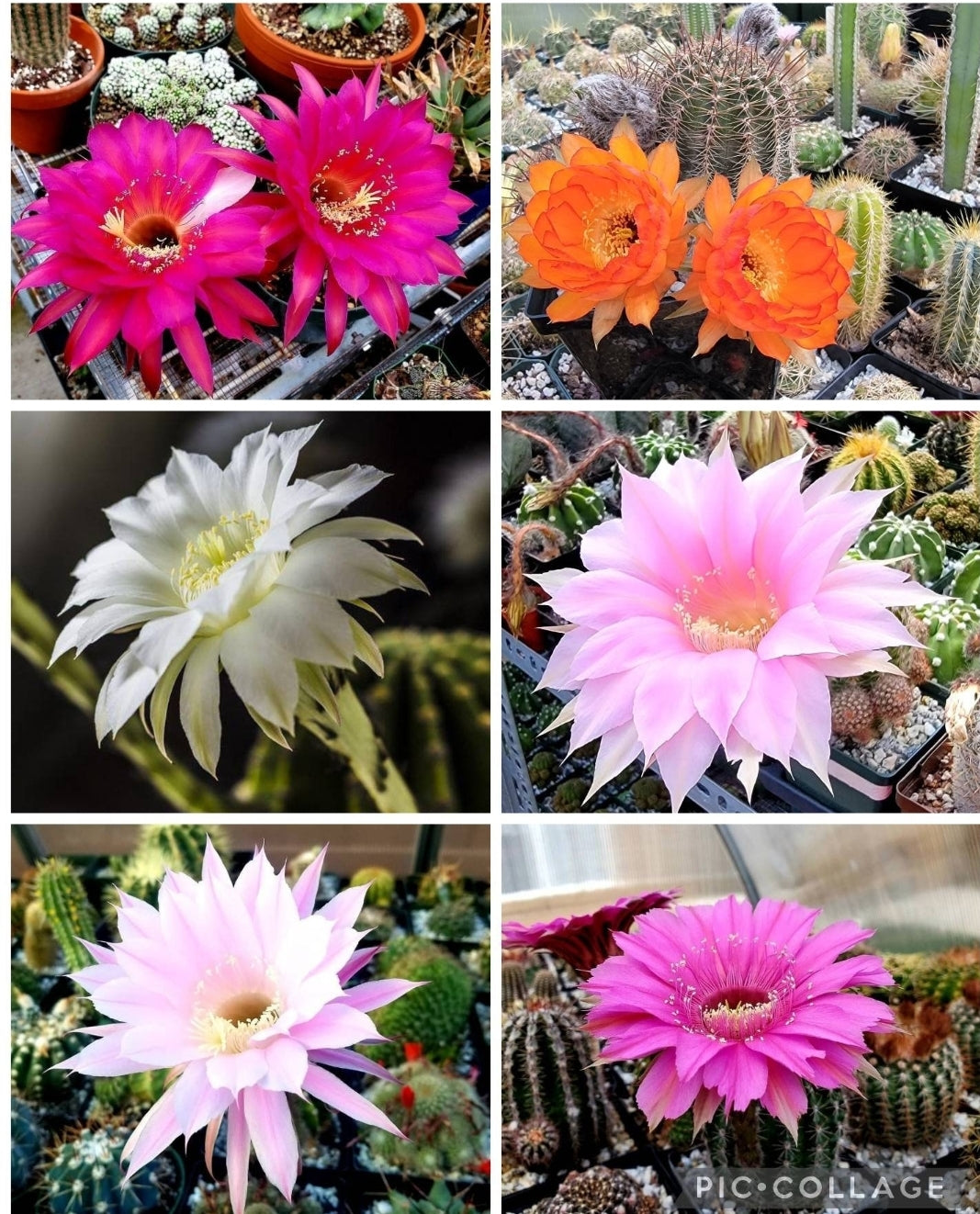 Echinopsis offshoots
