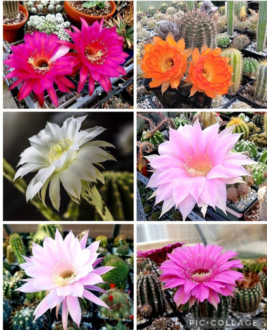 Echinopsis offshoots