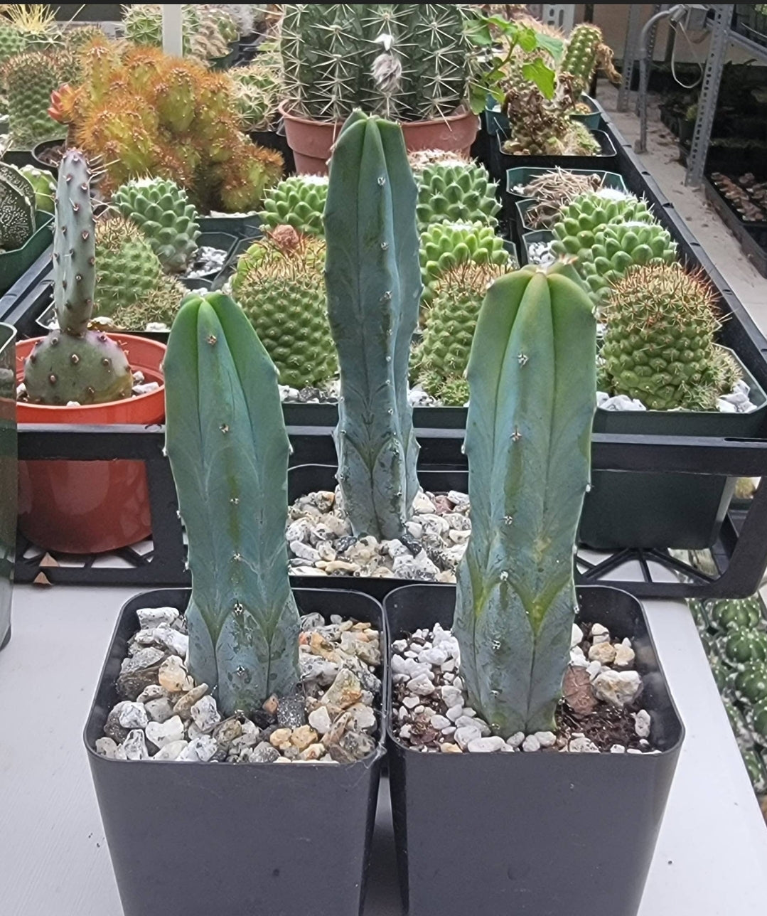 Myrtillocactus geometrizans | Blue Candle cactus