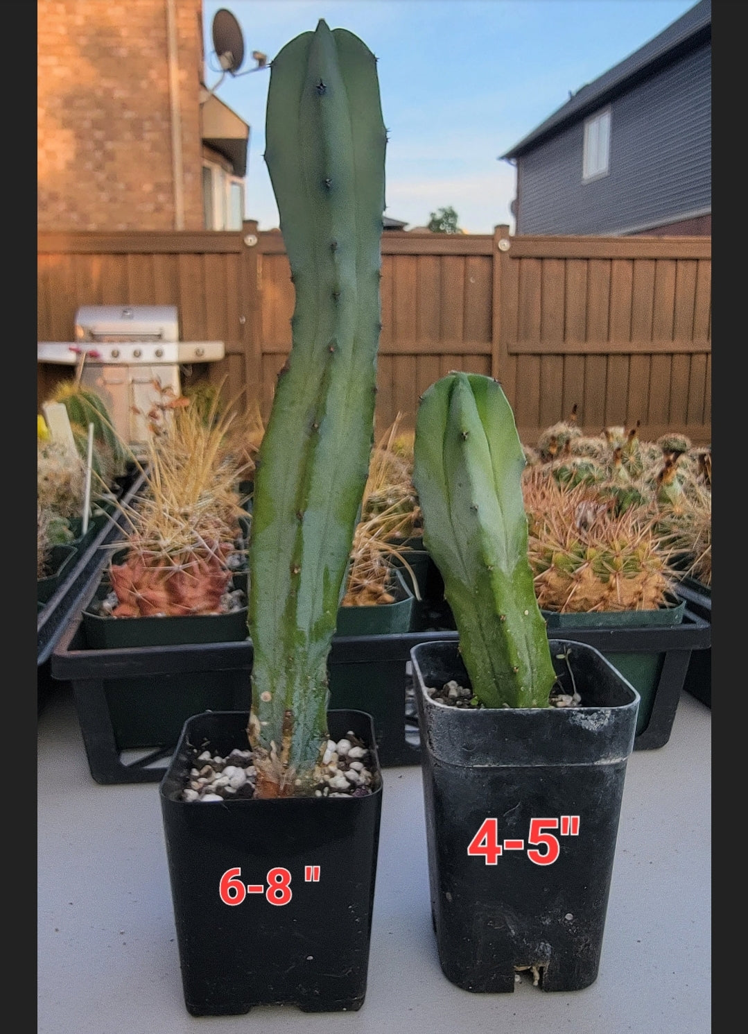 Myrtillocactus geometrizans | Blue Candle cactus