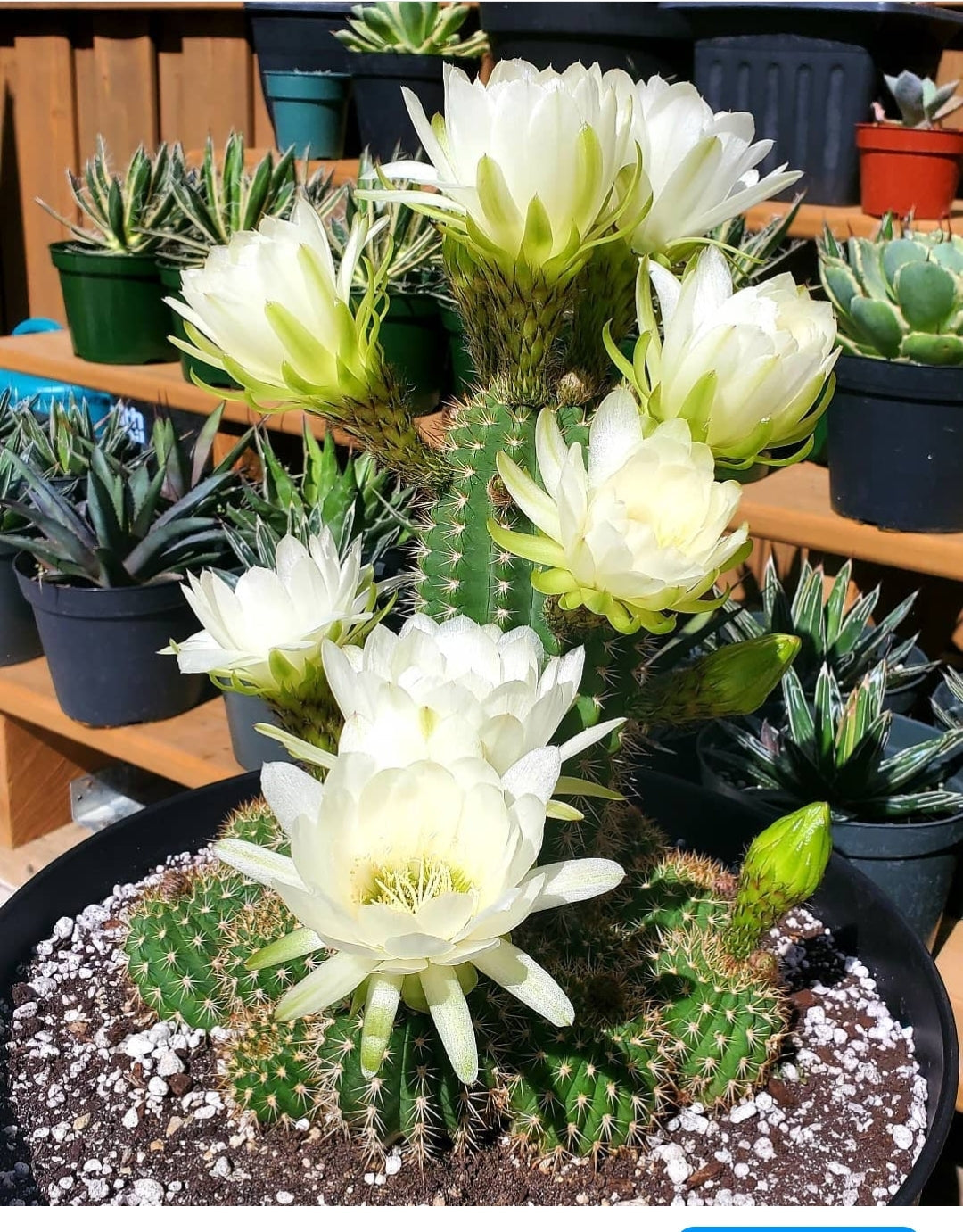 Trichocereus grandiflorus | Echinopsis huascha var. grandiflora (seeds)