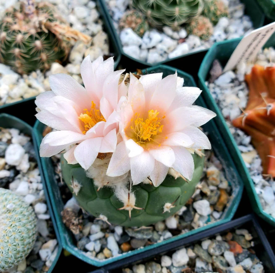 Turbinicarpus lophophoroides (10seeds)