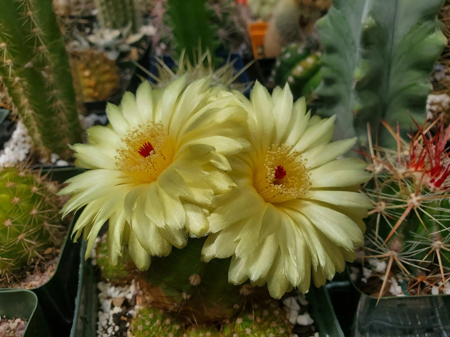Notocactus ottonis | Parodia ottonis - live plant (clump 4-5 plants)